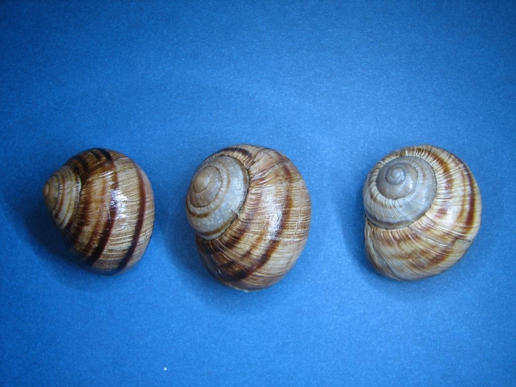 Variazioni in Helix ligata